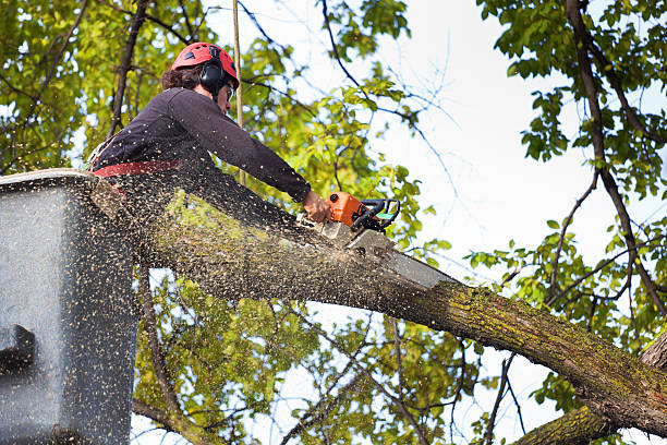 Lawn Pest Prevention in Petoskey, MI